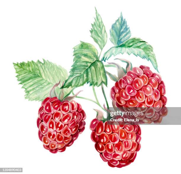 Watercolor Raspberry Simple 87 Raspberry Watercolor Stock Photos, High-Res Pictures, and Images ...