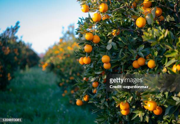 oranges growing on tree orchard - tangerine stock pictures, royalty-free photos & images