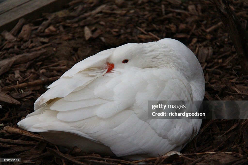 Domestic white goose