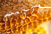 Honeycomb in close-up