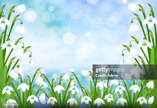 frühling schneeglöckchen hintergrund - snowdrops stock-grafiken, -clipart, -cartoons und -symbole