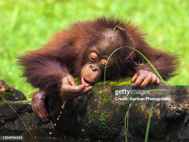 close up of baby orang utan drinking water in the morning - orangutan stock pictures, royalty-free photos & images