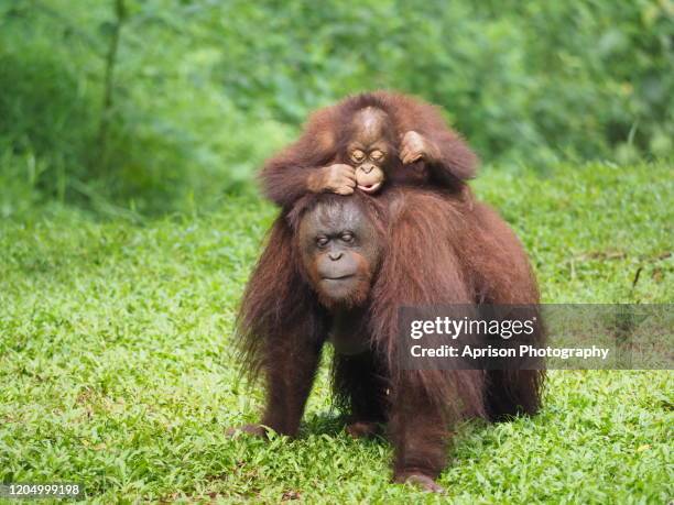 baby orang utan and mother orang utan walking on land - orangutan in jakarta stockfoto's en -beelden