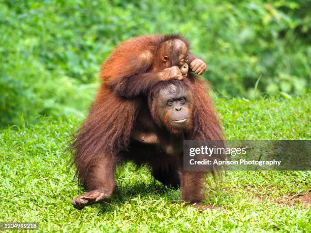 baby orang utan and mother orang utan walking on land - orangutan in jakarta stock pictures, royalty-free photos & images