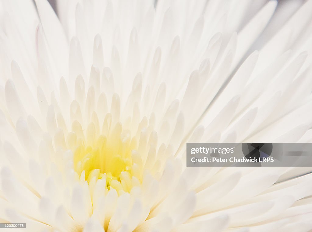 White flower heart