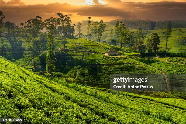 tea plantation in nuwara eliya at sunset, sri lanka - sri lanka imagens e fotografias de stock