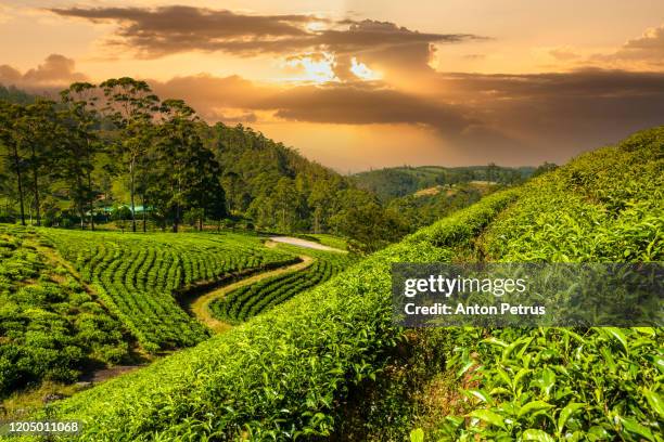 tea plantation in nuwara eliya at sunset, sri lanka - sri lanka and tea plantation photos et images de collection