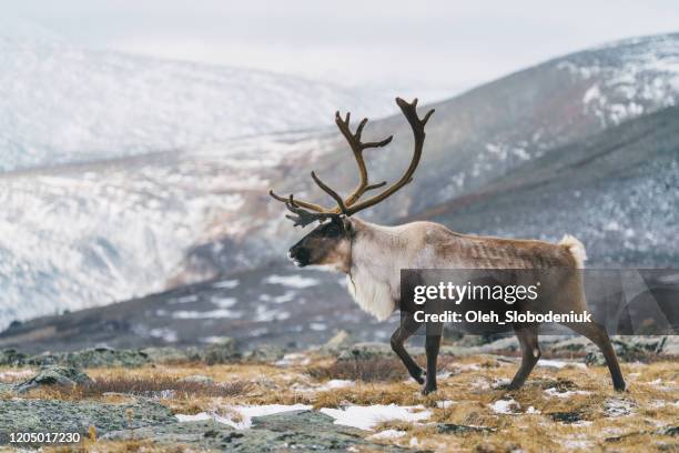 rendieren in mongolië in de winter - reindeer stockfoto's en -beelden