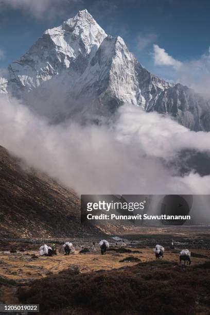 ama dablam mountain peak view from pheriche village, everest region in himalaya range, nepal - ama dablam stockfoto's en -beelden