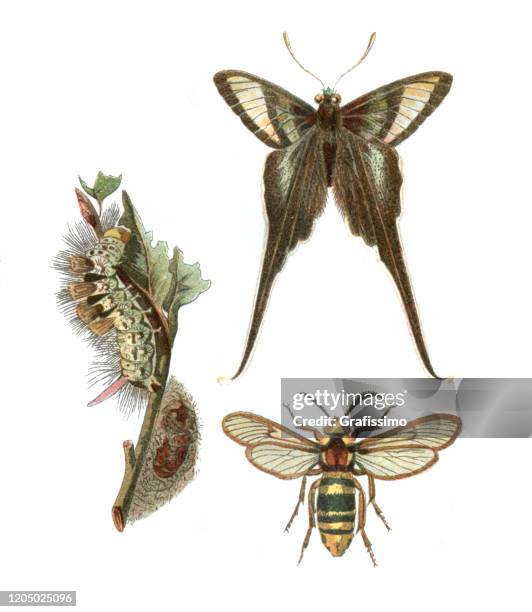 swallowtail butterfly hornet moth illustration - hornet stock illustrations