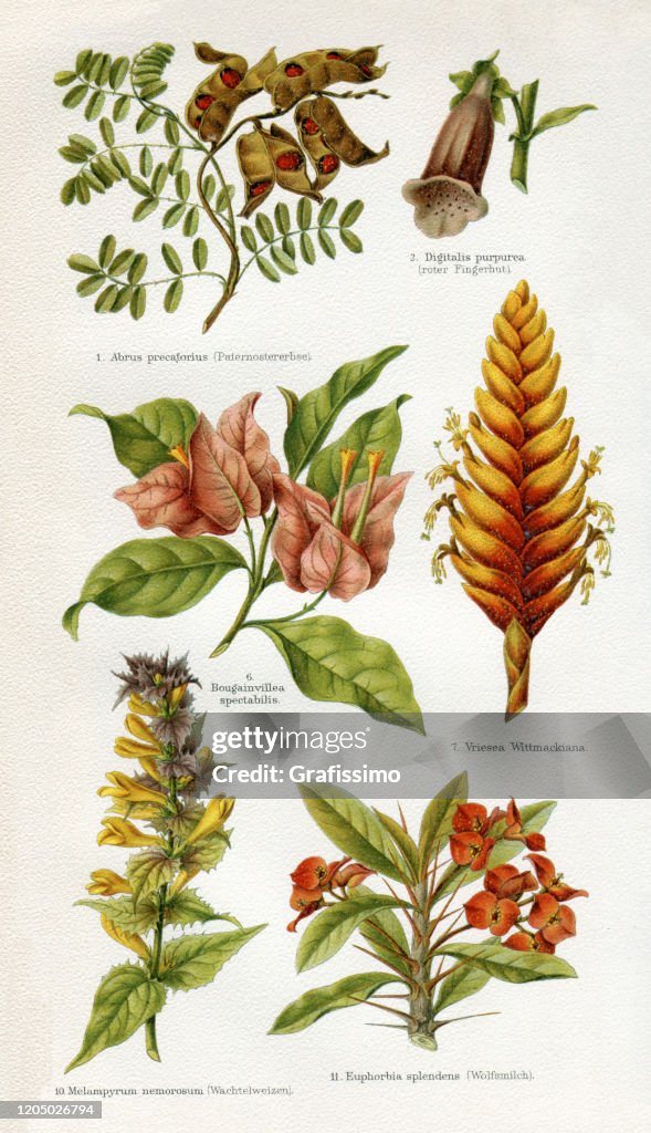 Different flowering plant with blossom