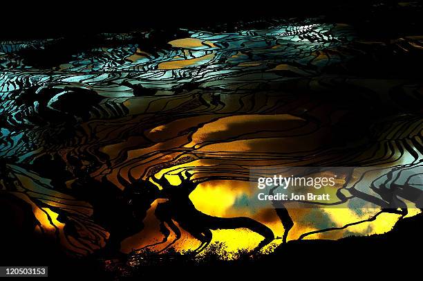 yuanyang rice terraces at sunrise - yuanyang 個照片及圖片檔