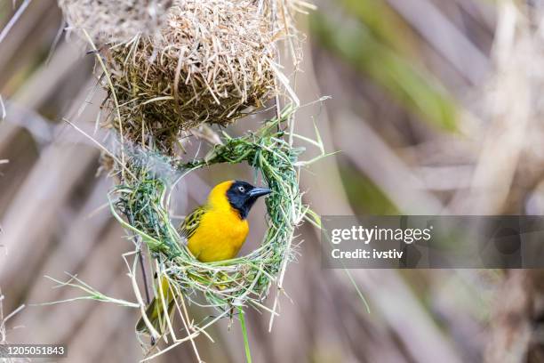 tessitore di speke (ploceus spekei) - uccello tessitore foto e immagini stock