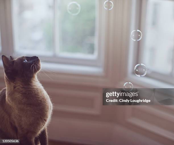 Cat transfixed by floating bubbles