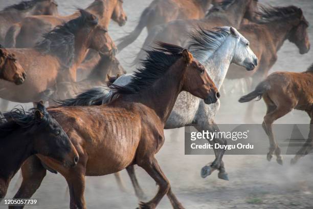 running wild horses - animales salvajes fotografías e imágenes de stock