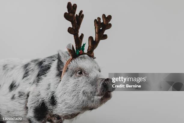 cute puppy wearing reindeer antlers - funny christmas dog stock pictures, royalty-free photos & images