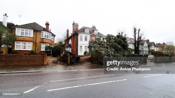 richmond-upon-thames, london, united kingdom - february 9, 2020: ciara storm crashed big tree - phatianov stock pictures, royalty-free photos & images