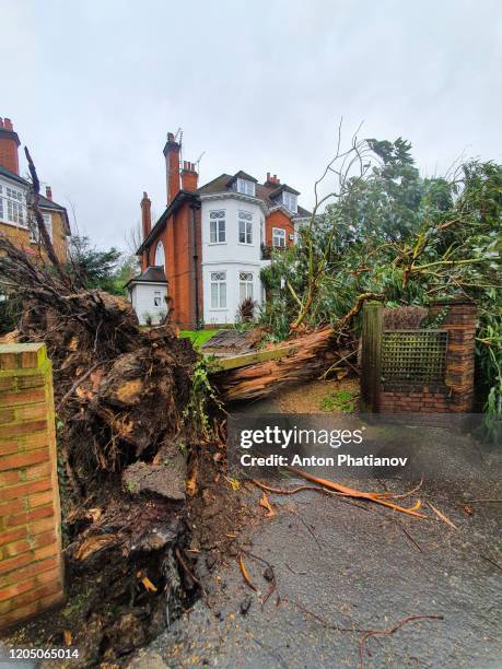 richmond-upon-thames, london, united kingdom - february 9, 2020: ciara storm crashed big tree - phatianov imagens e fotografias de stock