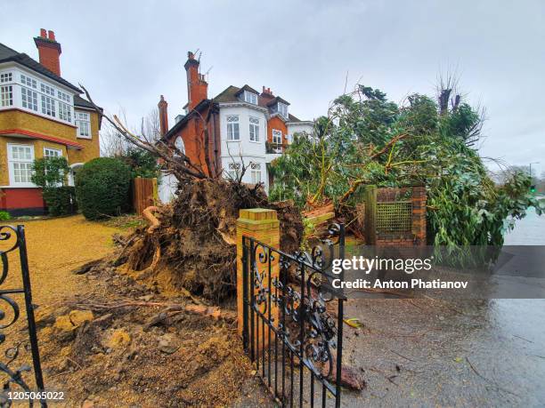 richmond-upon-thames, london, united kingdom - february 9, 2020: ciara storm crashed big tree - phatianov stock pictures, royalty-free photos & images