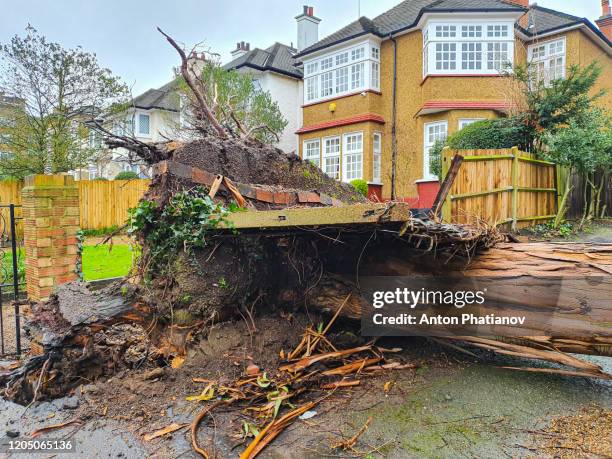 richmond-upon-thames, london, united kingdom - february 9, 2020: ciara storm crashed big tree - phatianov imagens e fotografias de stock