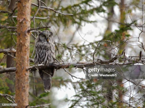 finland, kuhmo, north karelia, kainuu, great grey owl (strix nebulosa) perching on tree branch - birds in finland foto e immagini stock