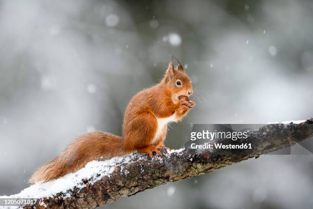 uk, scotland, red squirrel(sciurusvulgaris)feeding on tree branch in winter - eekhoorn stockfoto's en -beelden