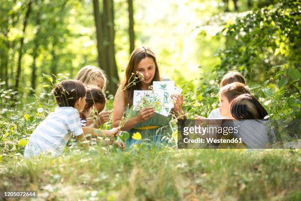 school children learning to recognize plants in nature - educação ambiental imagens e fotografias de stock