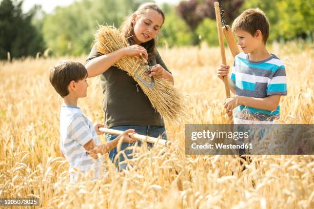 children helping to harvest wheat - threshing stock pictures, royalty-free photos & images