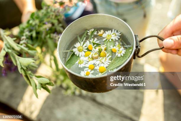 fresh chamomile in pot with water for an infusion - chamomile fotografías e imágenes de stock