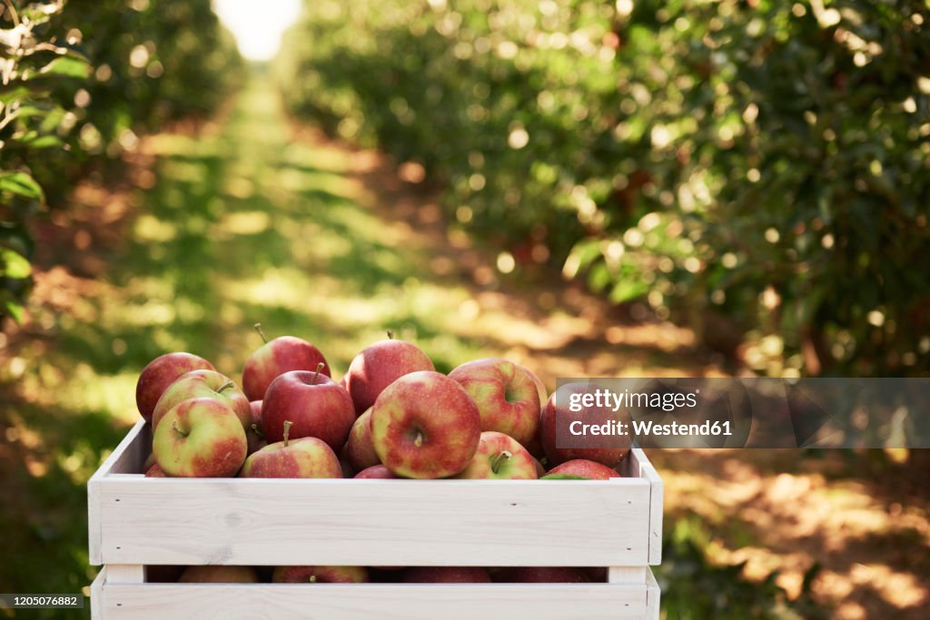 Fresh apples in crate in an apple orchard