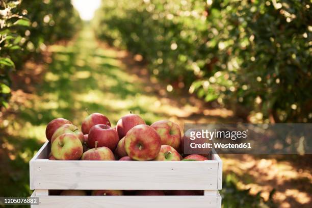 fresh apples in crate in an apple orchard - pomar fotografías e imágenes de stock