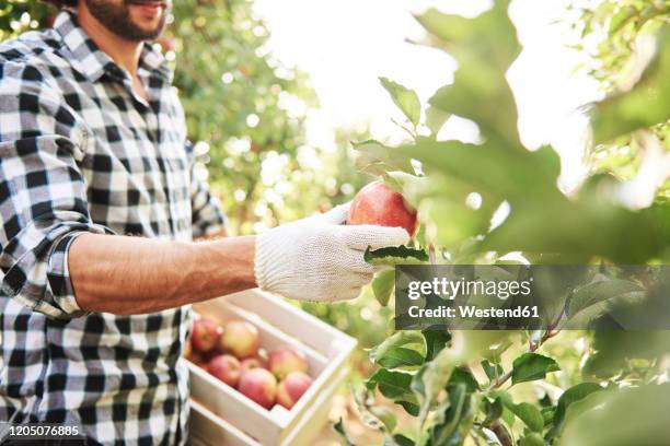 fruit grower harvesting apples in orchard - apple harvest stock pictures, royalty-free photos & images