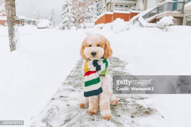 toy dog with striped scarf sitting on snow-covered pavement, vancouver, canada - sweater weather stock pictures, royalty-free photos & images