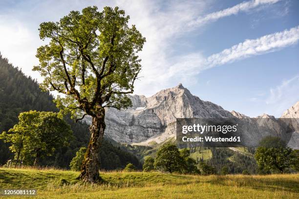 grosser ahornboden, hinterriss, karwendel, tyrol, austria - karwendel stock-fotos und bilder