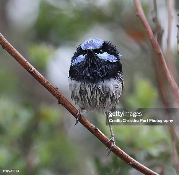 superb fairy-wren - christina stockton stockfoto's en -beelden