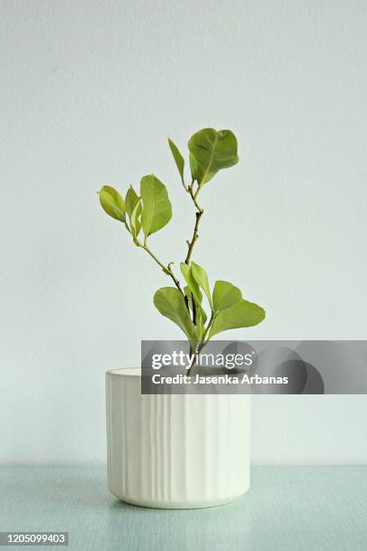 little lemon tree - plant pot stockfoto's en -beelden