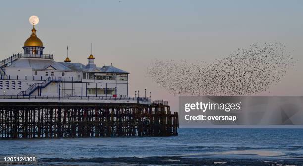 murmuration - eastbourne pier photos et images de collection