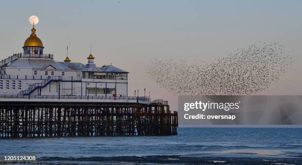murmuration - eastbourne pier stock pictures, royalty-free photos & images
