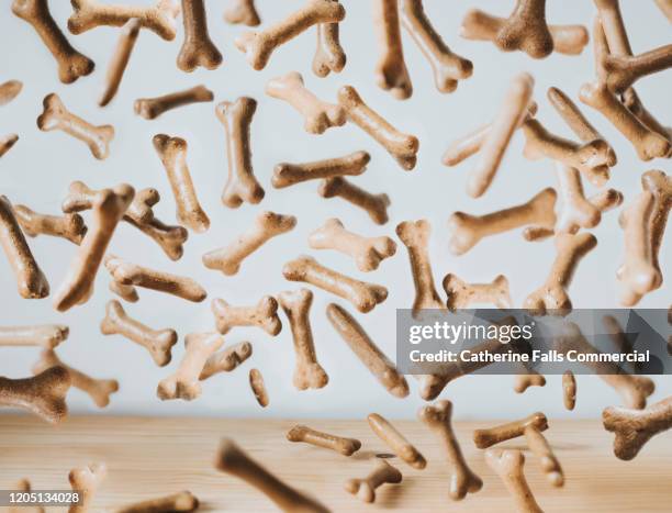 falling dog biscuits - dog with a bone stock pictures, royalty-free photos & images