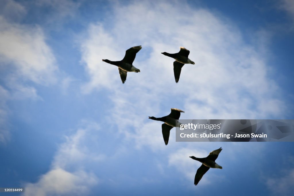 Geese in blue sky