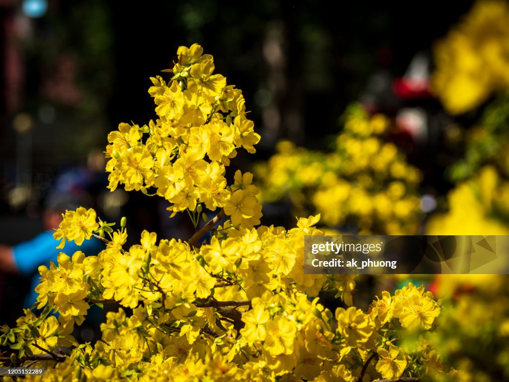 Yellow Apricot Flowers (Vietnamese Hoa Mai)