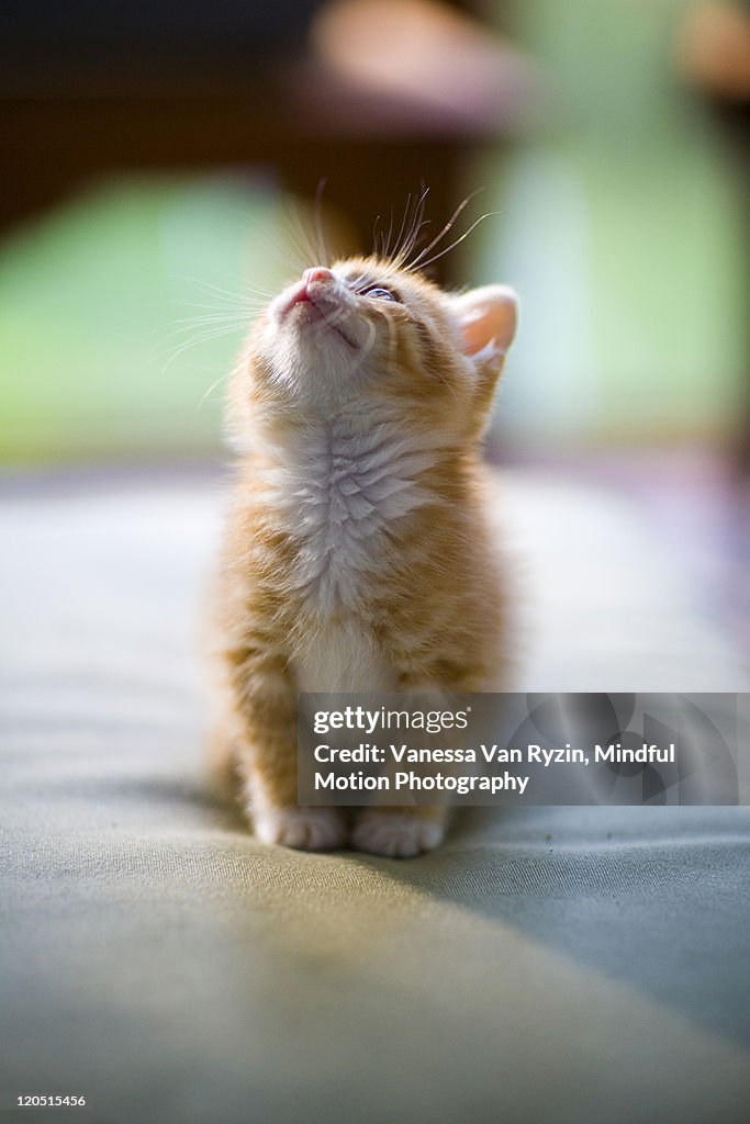 Orange kitten