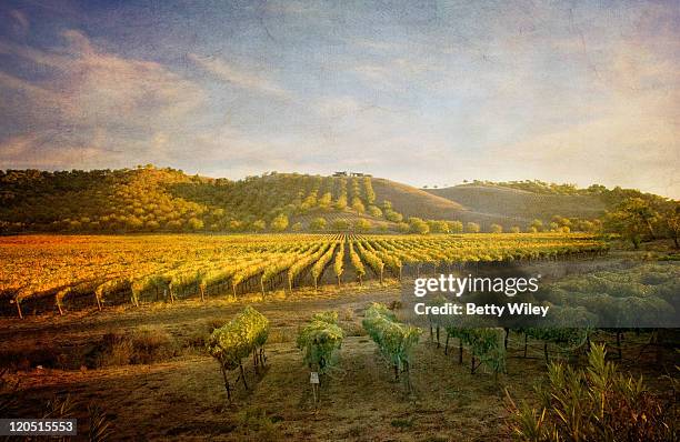 paso robles vineyard - paso robles stockfoto's en -beelden