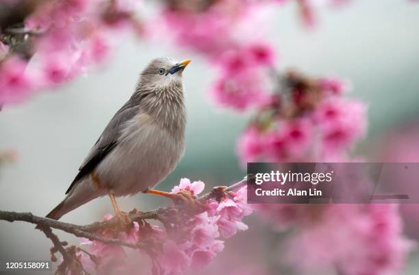 beautiful sturnia malabarica bird stands on a cherry tree.taipei,taiwan. - malabarica stock pictures, royalty-free photos & images