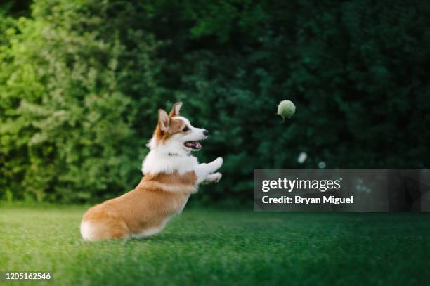 corgi playing fetch in back yard - pembroke welsh corgi puppy foto e immagini stock