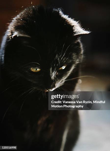 black cat - vanessa van ryzin - fotografias e filmes do acervo