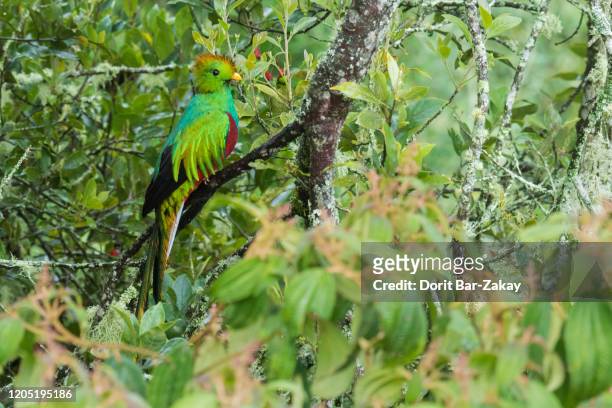 resplendent quetzal ( pharomachrus mocinno) - male - quetzal stock pictures, royalty-free photos & images