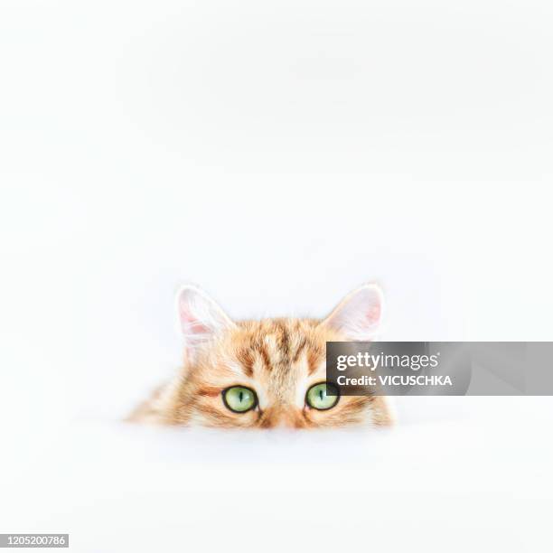 ginger cat head with green eyes at white background - cat peeking stock pictures, royalty-free photos & images