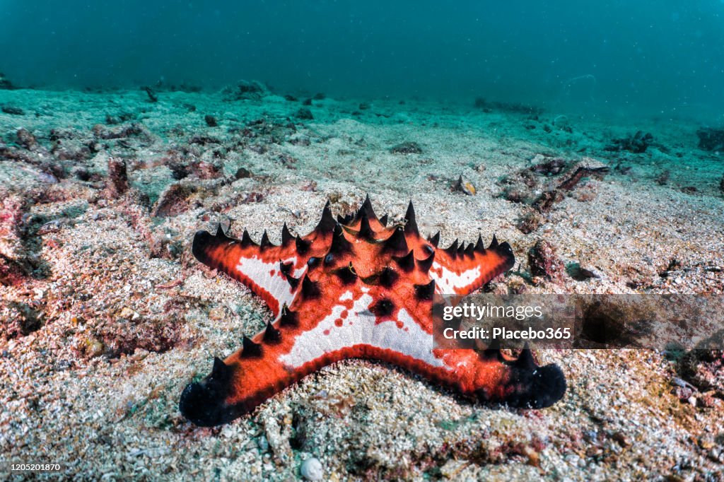 Horned Sea star (Protoreaster nodosus) underwater starfish