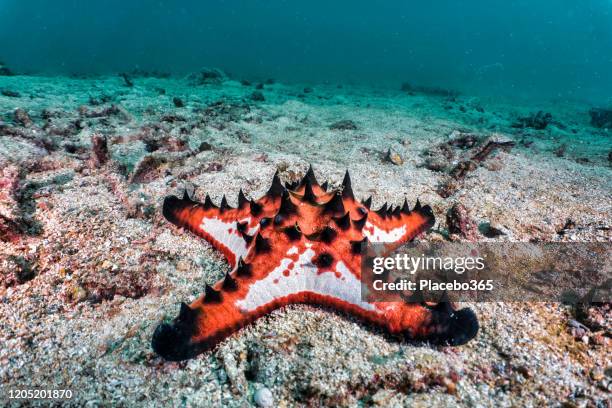 horned sea star (protoreaster nodosus) underwater starfish - red tipped sea star stock pictures, royalty-free photos & images